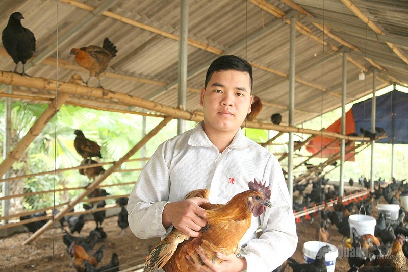 Tuyên Quang: ''Vua gà đen'' Tùng Bá
