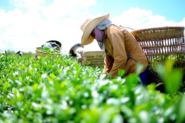 Xuất khẩu chè: Nâng cao năng lực cạnh tranh từ chiến lược dài hạn