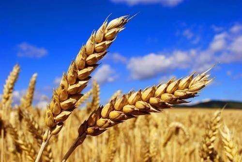 Giá lúa mì phục hồi do rủi ro Biển Đen và thời tiết
