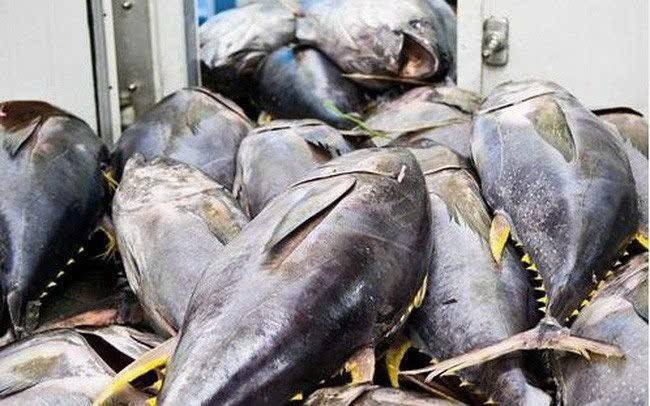 Xuất khẩu cá ngừ sang Nhật Bản: Tìm dư địa tăng trưởng từ giá trị