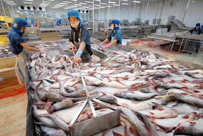 Xuất khẩu cá tra 9 tháng đầu năm 2026: Điểm sáng từ thị trường Trung Quốc, Brazil và kỳ vọng phục hồi từ Hoa Kỳ