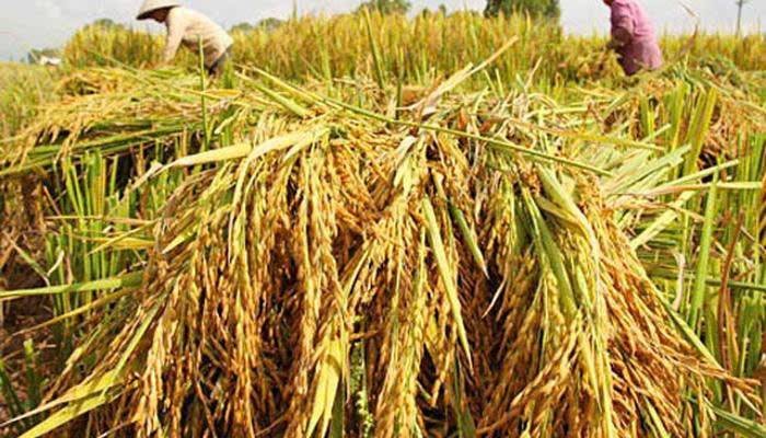 Giá gạo Ấn Độ đạt đỉnh 10 tháng: Tín hiệu phục hồi và bài toán cho gạo Việt