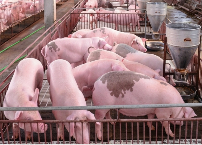 Giá heo hơi hôm nay 2/8/2026: Miền Bắc giữ mức cao nhất 64.000 đồng/kg