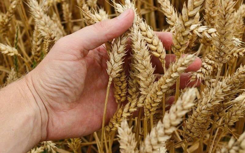 Giá lúa mì giảm mạnh trước sức ép nguồn cung từ Biển Đen và Mỹ